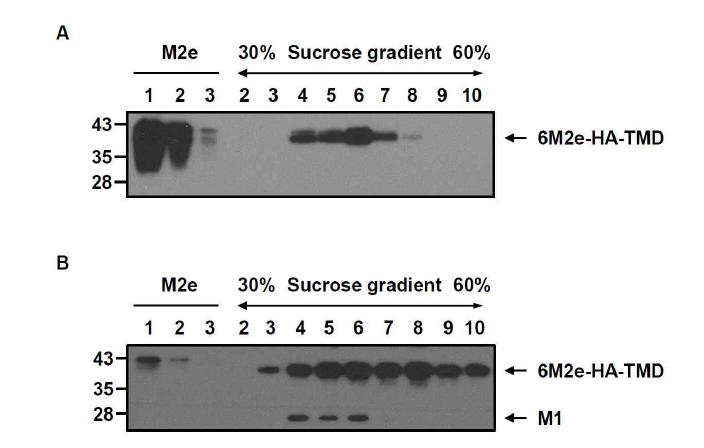형질전환 TN-5B1-4/M1-6xM2e-HA-TMD 세포 배양배지 (A), 재조합 배큘로바이러스 rBac/M1, rBac/6xM2e-HA-TMD가 감염된 TN-5B1-4 세포 배양배지 (A)의 30% sucrose cushion 원심분리, 30-60% sucrose density gradient 초원심분리에서 확보한 분획에 존재하는 6xM2e-HA-TMD의 함량을 비교하기 위한 Western blot을 수행함
