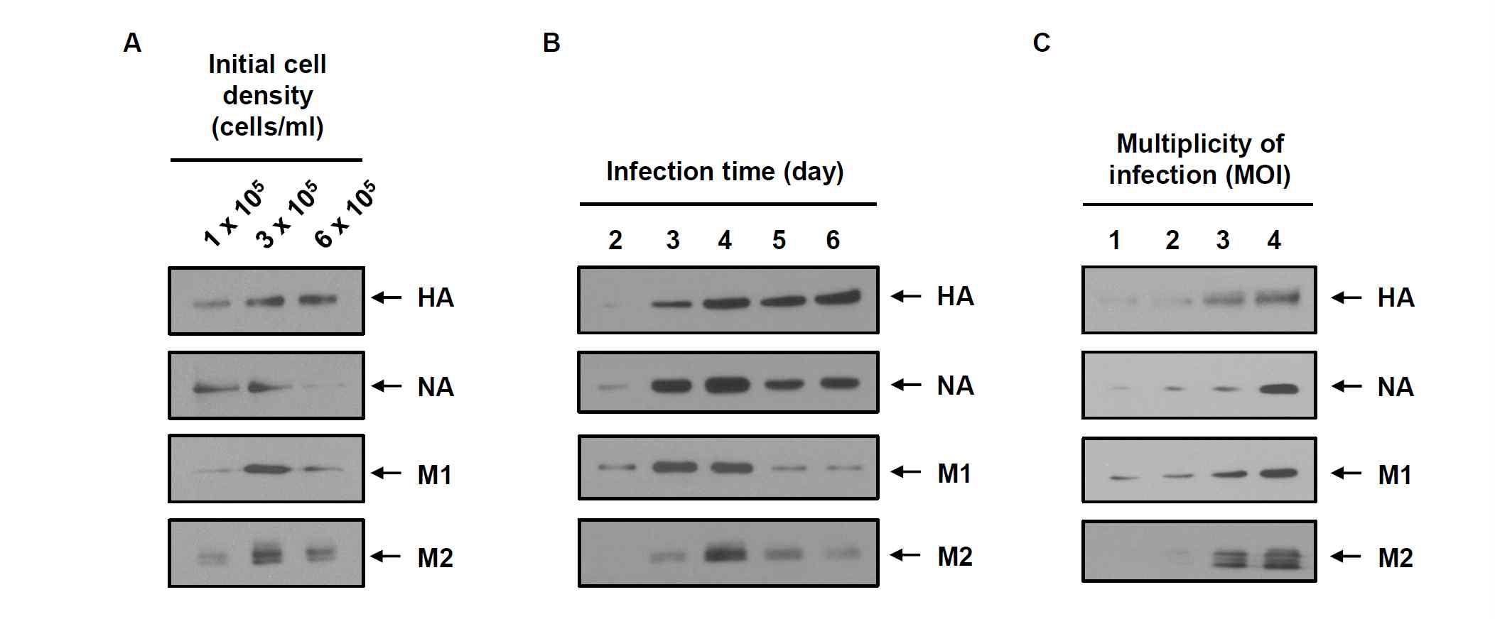 재조합 배큘로바이러스 (rBac/M1, rBac/M2, rBac/NA, rBac/HA)가 감염된 TN-5B1-4 세포에서 VLP 생산을 최적화하기 위한 세포배양 연구를 수행함