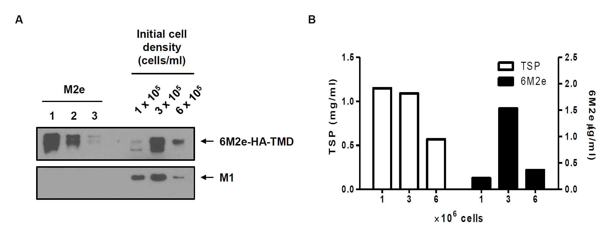 재조합 배큘로바이러스 (rBac/M1, rBac/6M2e-HA-TMD)가 감염된 TN-5B1-4 세포의 초기세포농도에 따른 범용백신용 VLP 생산을 비교함.