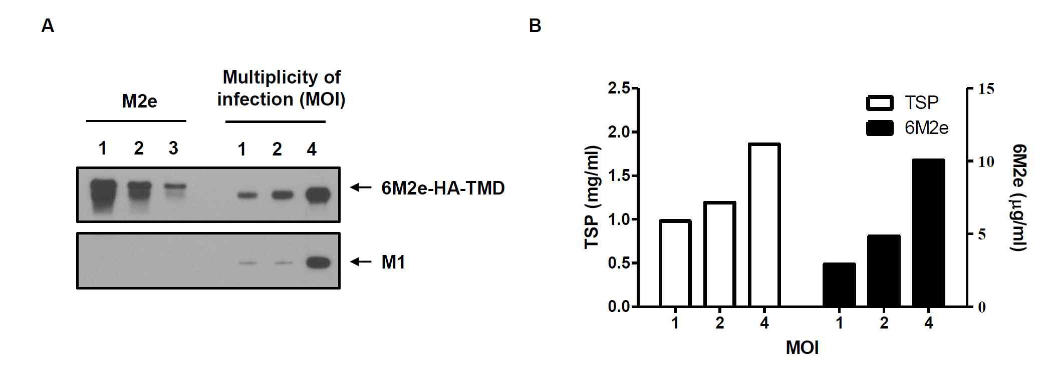 재조합 배큘로바이러스 (rBac/M1, rBac/6M2e-HA-TMD)의 TN-5B1-4 세포 감염 농도에 따른 범용백신용 VLP 생산을 비교함.
