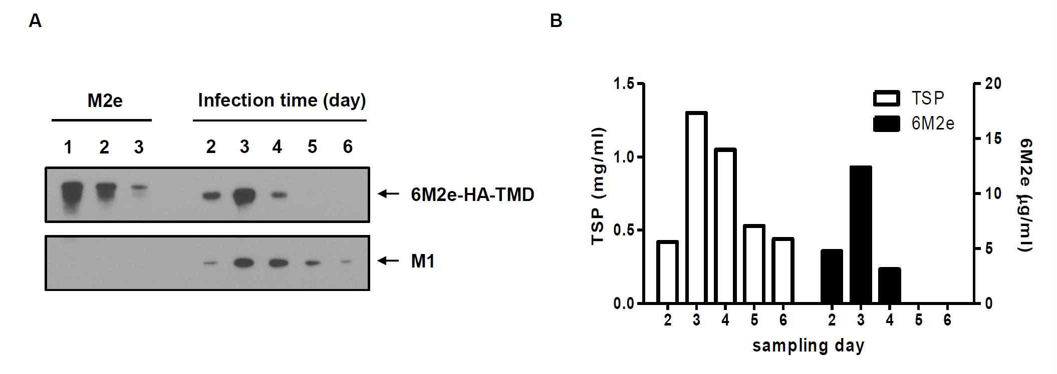 재조합 배큘로바이러스 (rBac/M1, rBac/6M2e-HA-TMD)의 TN-5B1-4 세포 감염 기간에 따른 범용백신용 VLP 생산을 비교함.