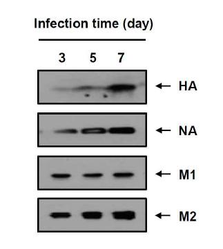 Spinner flask에서 재조합 배큘로바이러스 (rBac/M1, rBac/M2, rBac/NA, rBac/HA)가 감염된 TN-5B1-4 세포의 배양 기간에 따른 VLP 생산을 비교함