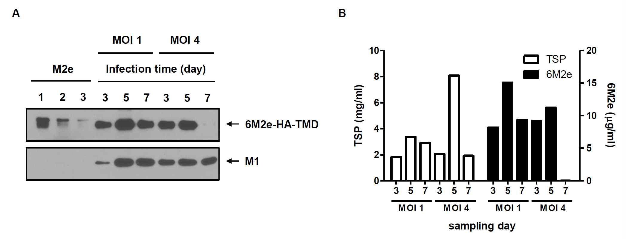 Spinner flask에서 재조합 배큘로바이러스 (rBac/M1, rBac/6M2e-HA-TMD)의 감염 량 (MOI) 및 TN-5B1-4 세포의 배양기간에 따른 범용백신용 VLP 생산을 비교 함.