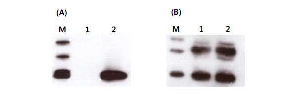 인플루엔자 바이러스 M2 항원단백질의 Western blot 분석.