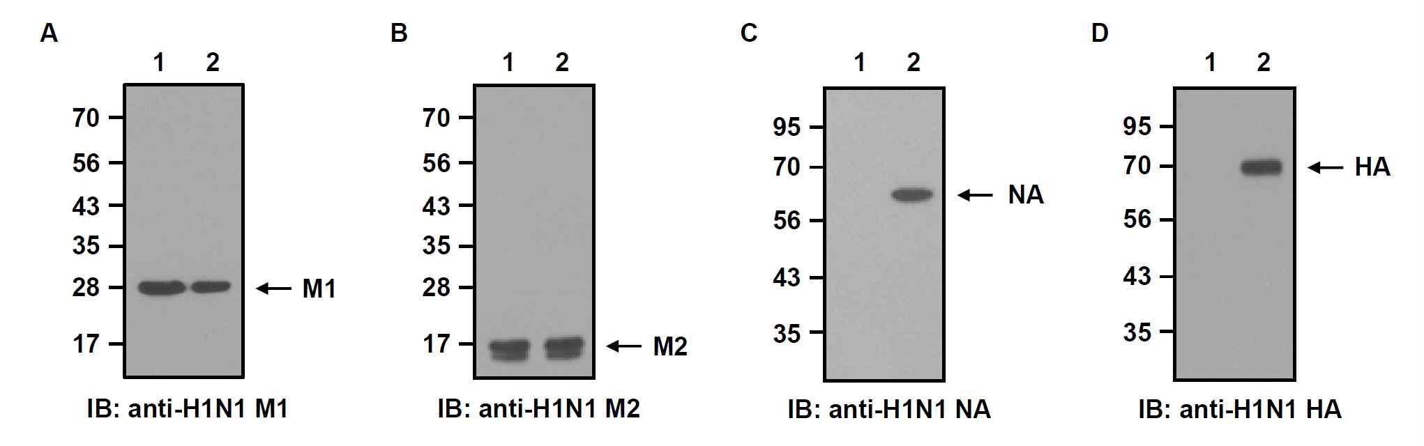 재조합 배큘로바이러스 (rBac/M1, rBac/M2, rBac/NA, rBac/HA)가 감염된 Sf9 세포에서 인플루엔자 바이러스 항원 단백질 M1 (A), M2 (B), NA (C), HA (D)의 발현을 Western blot 분석으로 확인함