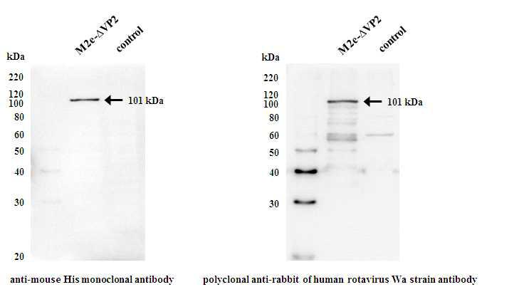재조합 인플루엔자 바이러스 M2e-∆VP2 단백질의 발현을 Western blot 분석.