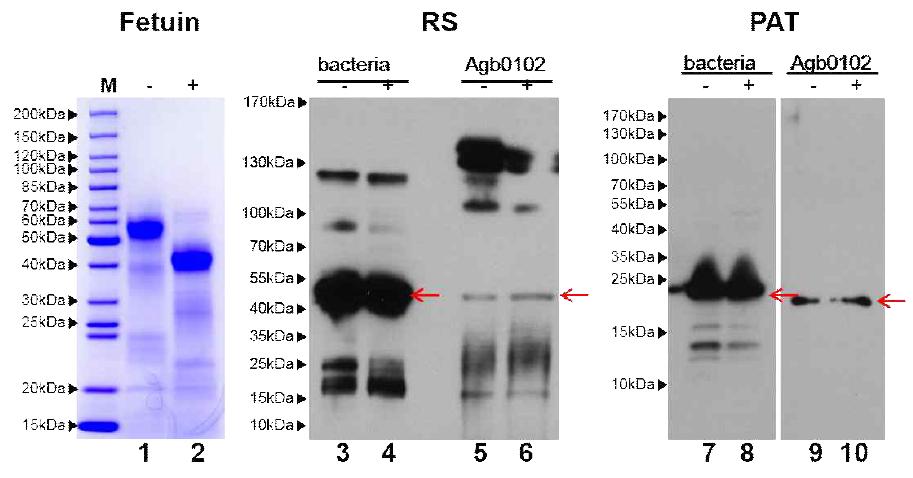 Agb0102 도입단백질 RS와 PAT의 glycosylation 변이 여부 분석.