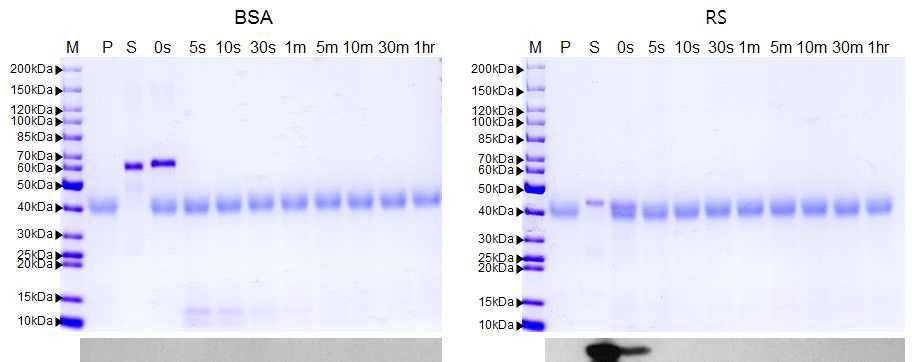 인공위액을 이용한 RS 단백질 분해성 SDS-PAGE(위) 및 Western blot 분석(아래), P : pepsin, S : BSA, RS