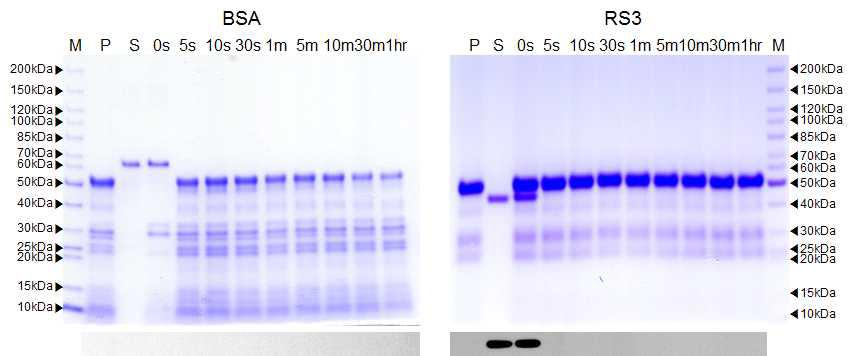 인공장액을 이용한 RS 단백질 분해성 SDS-PAGE(위) 및 Western blot 분석(아래), P : pancreatin, S : BSA, RS