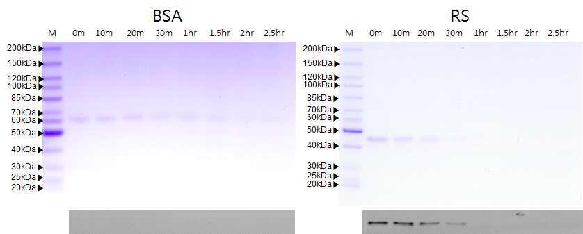 열 안정성 시험 분석 (SDS-PAGE(위) 및 Western blot 분석 (아래))