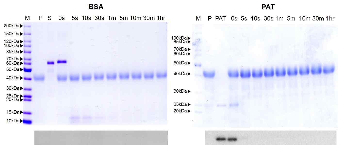 인공위액을 이용한 PAT 단백질 분해성 SDS-PAGE(위) 및 Western blot 분석(아래), P : pepsin, S : BSA