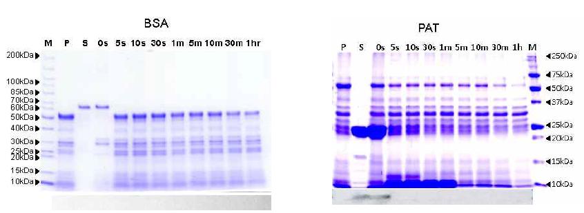 인공장액을 이용한 RS 단백질 분해성 SDS-PAGE(위) 및 Western blot 분석(아래), P : pancreatin, S : BSA, RS