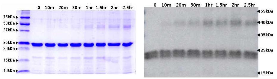 열 안정성 시험 분석 (SDS-PAGE(좌) 및 Western blot 분석(우))