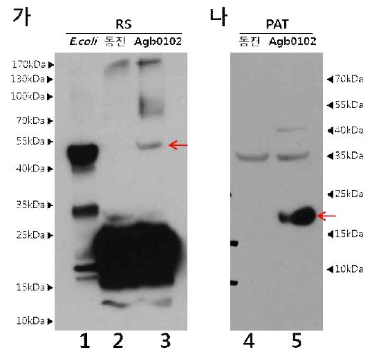 Agb0102와 미생물 유래단백질 RS와 PAT 단백질의 Western blot 분석.