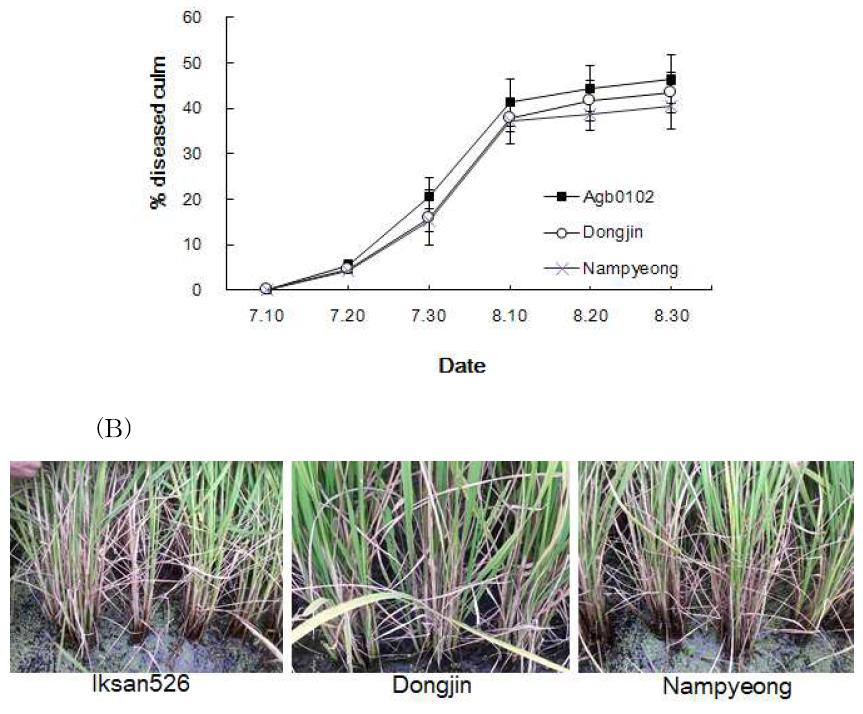 Comparison of sheath blight occurrence between transgenic rice plant (Iksan526) and non-transgenic rice plants (Dongjin, Nampyeong).