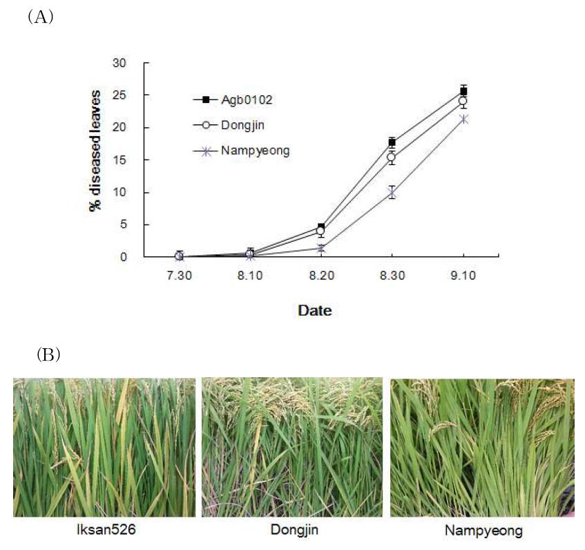 Comparison of brown spot occurrence between resveratrol producing transgenic rice plant (Iksan526) and non-transgenic rice plants (Dongjin, Nampyeong).