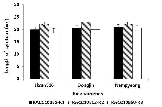 Incidence of bacterial leaf blight according to X. o. pv. oryzae (KACC10332, race K1).