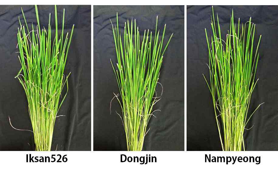 Severity of bacterial leaf blight according to the races of X. o. pv. oryzae.