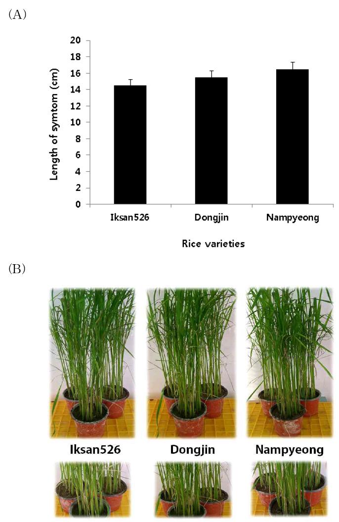 Comparison of sheath blight incidence between transgenic and non-transgenic rice plants.