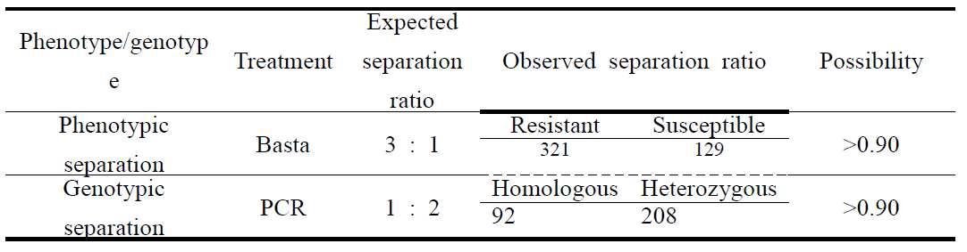 동진/Agb 0102 교배한 F2후대 집단을 이용하여 삽입유전자에 대한 phenotypic 및 genotypic separation 분석 결과