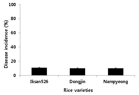 Comparison of fungal blast incidence between transgenic and non-transgenic rice plants.