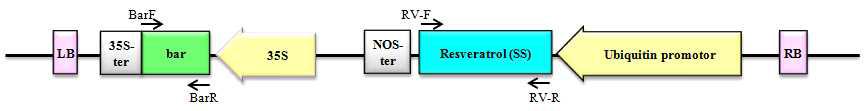 Schematic diagram of the constructed vector and primers designed to detect the inserted DNA of transgenic rice plant.