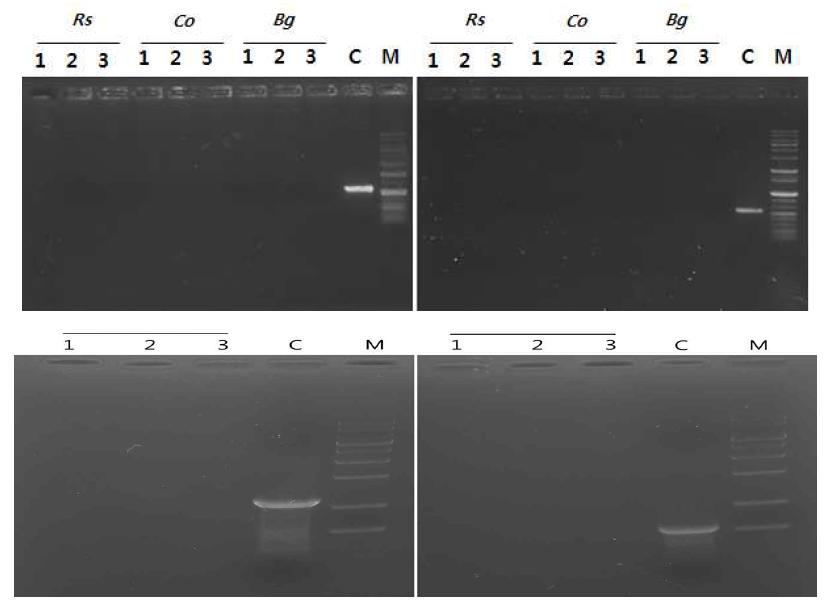 Assay for the possible transfer of resveratrol synthase (left) or bar (right) gene from resveratrol producing transgenic rice plants to plant pathogens.