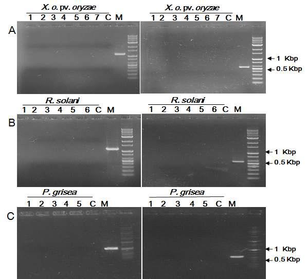 Subinoculation assay for the possible transfer of resveratrol synthase (left) or Bar (right) gene from resveratrol producing transgenic rice plants to plant pathogens.