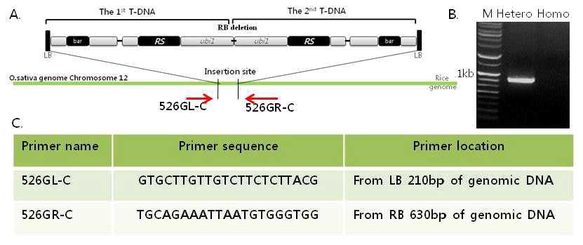 Genotypic separation 분석하기 위한 strategy 및 primer sequence.