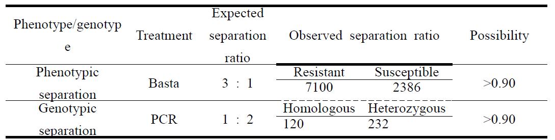 동진/Agb 0102 교배한 F3후대 중에 hetero계통을 이용하여 삽입유전자에 대한 phenotypic 및 genotypic separation 분석 결과