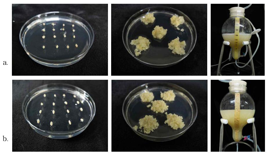동진벼와 익산526 벼의 캘러스 유도 및 기내 배양.a: 동진벼 캘러스; b: 익산526 벼 캘러스
