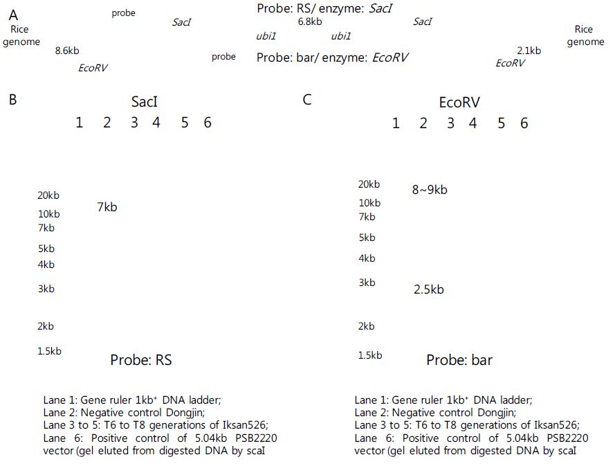 레스베라트롤 벼 익산526호 (Agb0102)의 특이적 제한효소로 절단된 DNA와 선발마커 bar 및 목적유전자 Resveratrol synthase (RS) 특이적 프로브를 이용한 유전자 카피 수 Southern blot 분석결과.