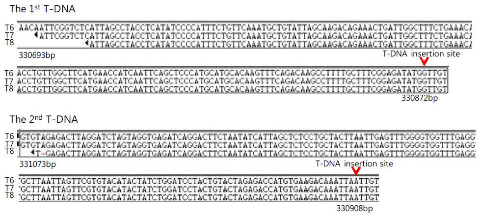 레스베라트롤 벼 익산526호의 T6, T7 와 T8 연속세대에 대한 도입유전자의 flanking sequence 분석
