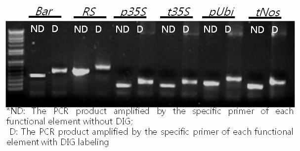 도입유전자 RS 및 bar gene에 대한 probe labeling 과 non-labeling 산물 비교