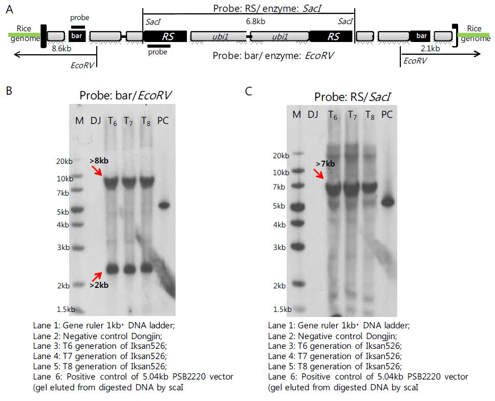 레스베라트롤 벼 익산526호의 특이적 제한효소로 절단된 DNA와 선발마커 bar 및 목적유전자 Resveratrol synthase (RS) 특이적 프로브를 이용한 유전자 카피 수 Southern blot 분석결과.