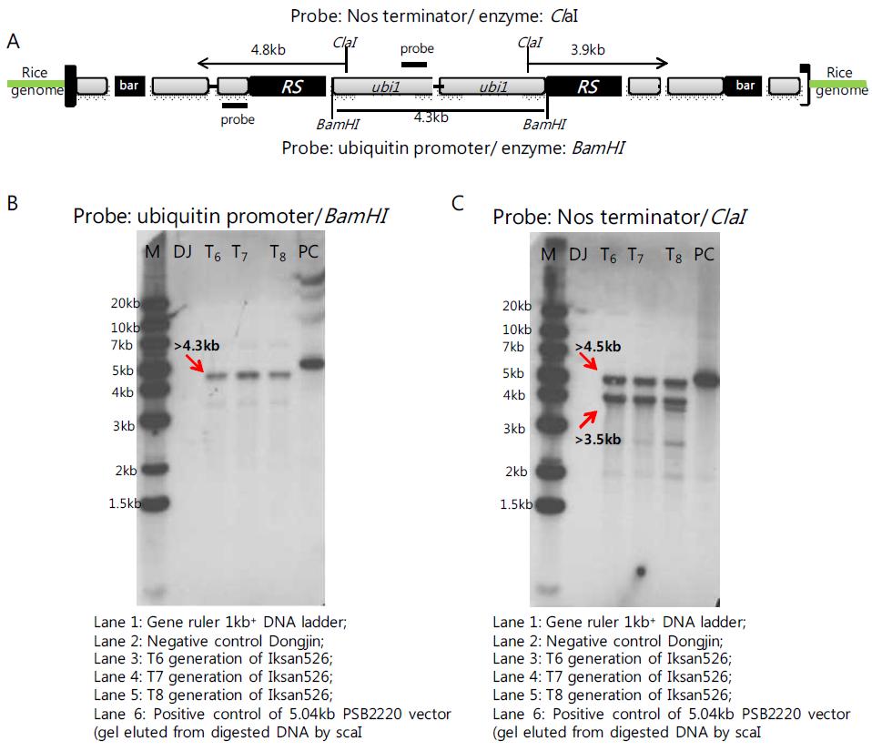 레스베라트롤 벼 익산526호의 특이적 제한효소로 절단된 DNA와 ubiquitin 프로모터 및 NOS 터미네이터 특이적 프로브를 이용한 유전자 카피수 Southern blot 분석결과.