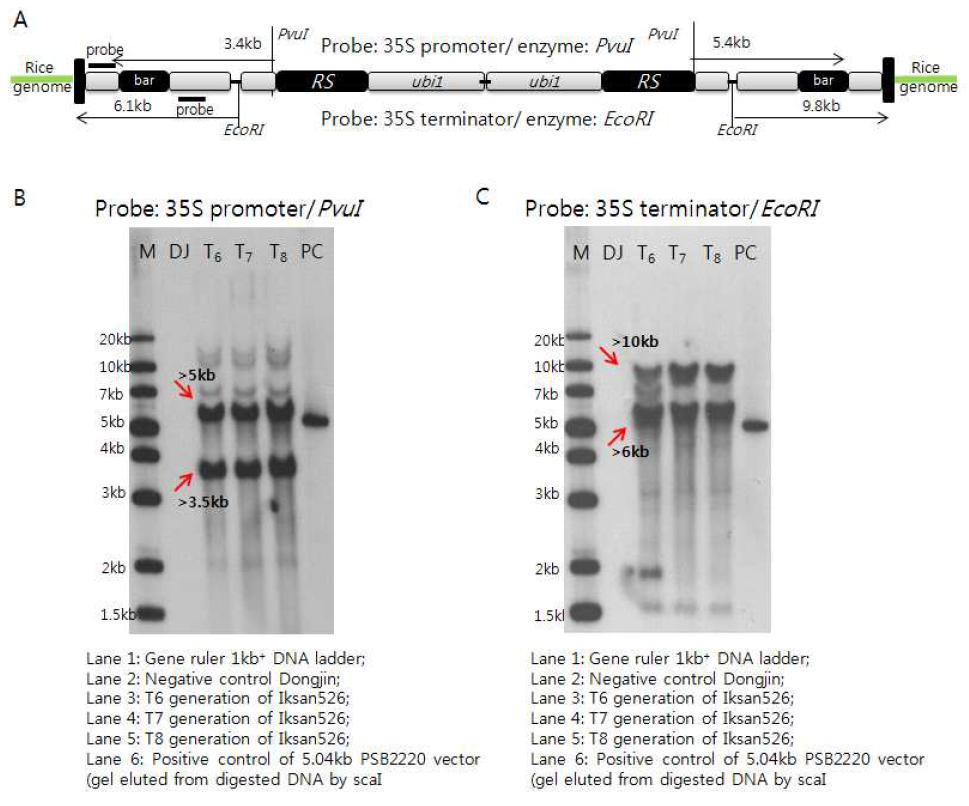 레스베라트롤 벼 익산526호의 특이적 제한효소로 절단된 DNA와 35S 프로모터 및 35S 터미네이터 특이적 프로브를 이용한 유전자 카피수 Southern blot 분석결과.