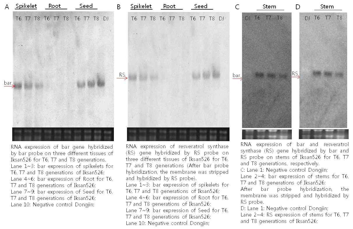 레스베라트롤 익산526호의 조직 부위별 (줄기, 이삭, 뿌리, 종자) 및 연속 3 세대 간 도입유전자의 발현 확인.
