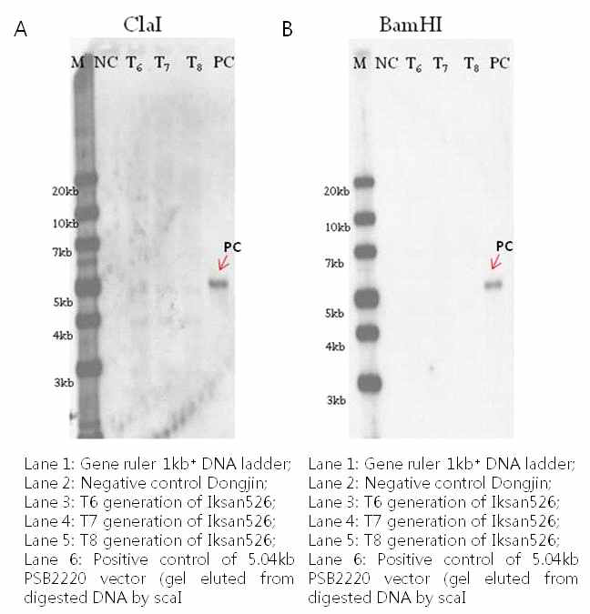 레스베라트롤 익산526호 형질전환 백터 PSB2220 backbone 특이적 프로브와 제한효소 ClaI (A), BamHI (B)를 이용한 Southern blot 분석 결과.