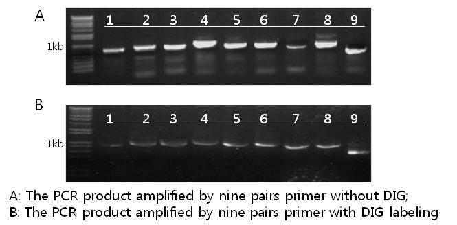 형질전환 백터 PSB2220의 backbone에 대한 특이적 probe labeling 과 non-labeling 산물 비교