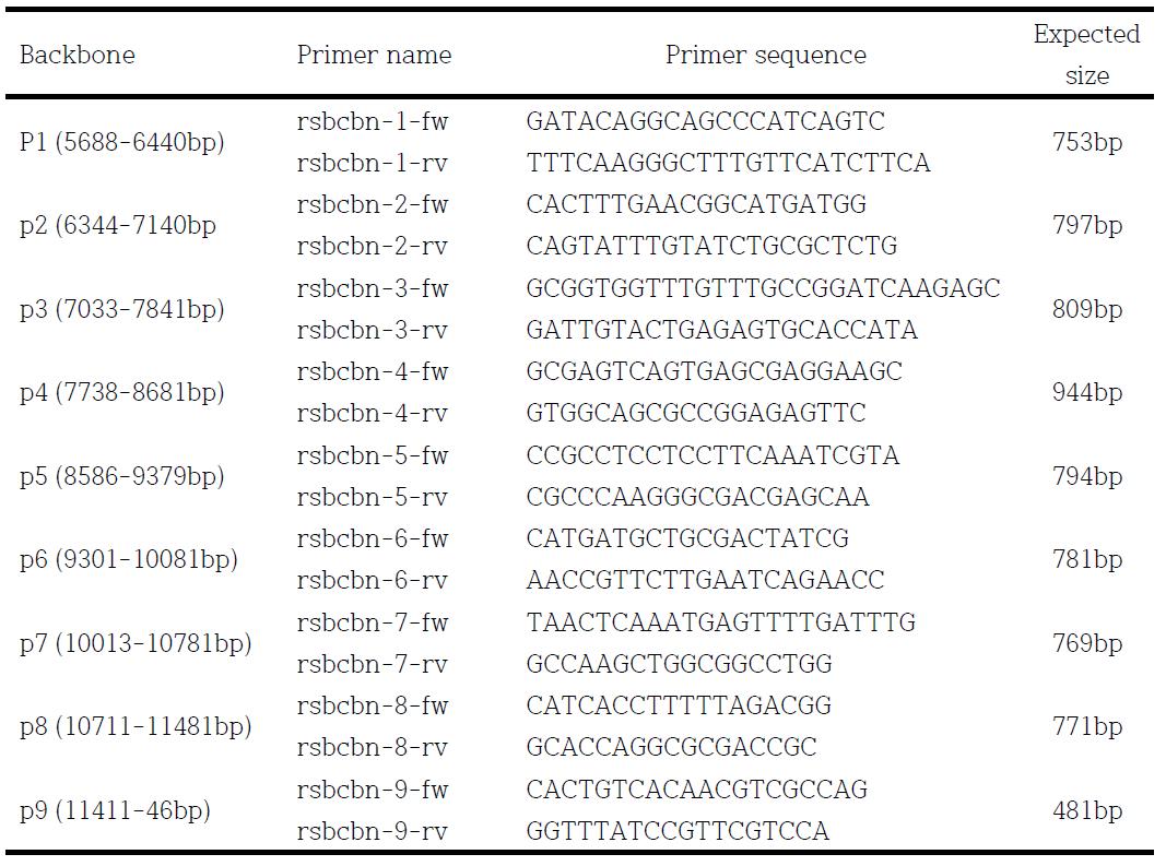 형질전환 백터 PSB2220 backbone 특이적 프로브를 이용한 레스베라트롤 익산526호 이용 Southern blot 분석에서 제한효소 BamHI, ClaI에따른 hybridization 밴드 수의 예상치와 관측치.