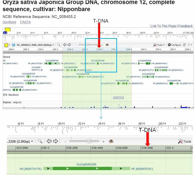 도입유전자 벼 염색체에 삽입 위치 및 주변 벼의 내재 유전자에 대한 자세한 정보