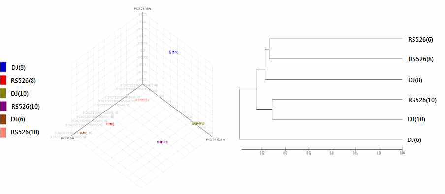 레스베라트롤벼와 동진벼 근권토양 미생물의 PCO 및 UPGMA dendrogram 분석