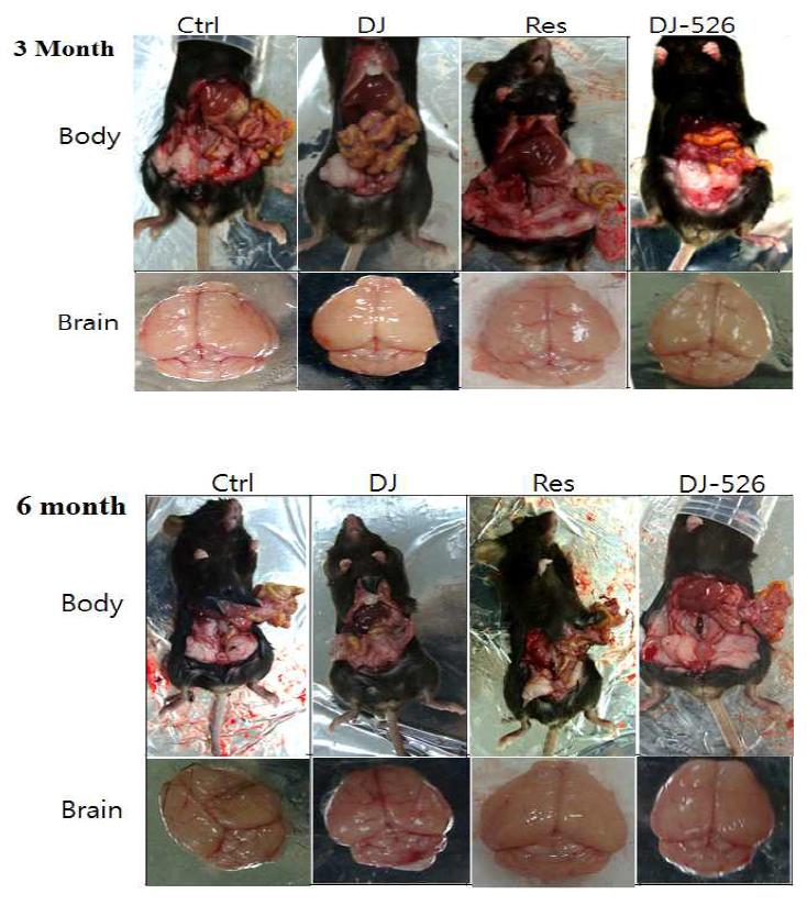 “레스베라트롤 생산벼 익산 526”이 mouse 신체에 미치는 영향 분석.