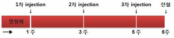 anti-rat RS 다항체 제작을 위한 일정