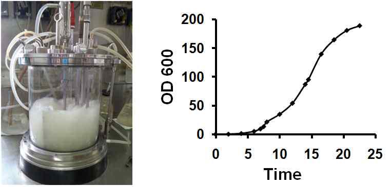 RS 단백질 발현 대장균의 배양중인 5L 교반기 (왼쪽), RS 단백질 발현 대장균의 성장곡선(오른쪽)