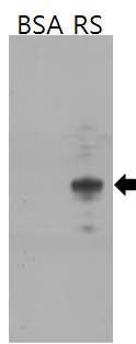 anti-rat RS 다항체의 RS 단백질 특이성 분석 (Western blot)