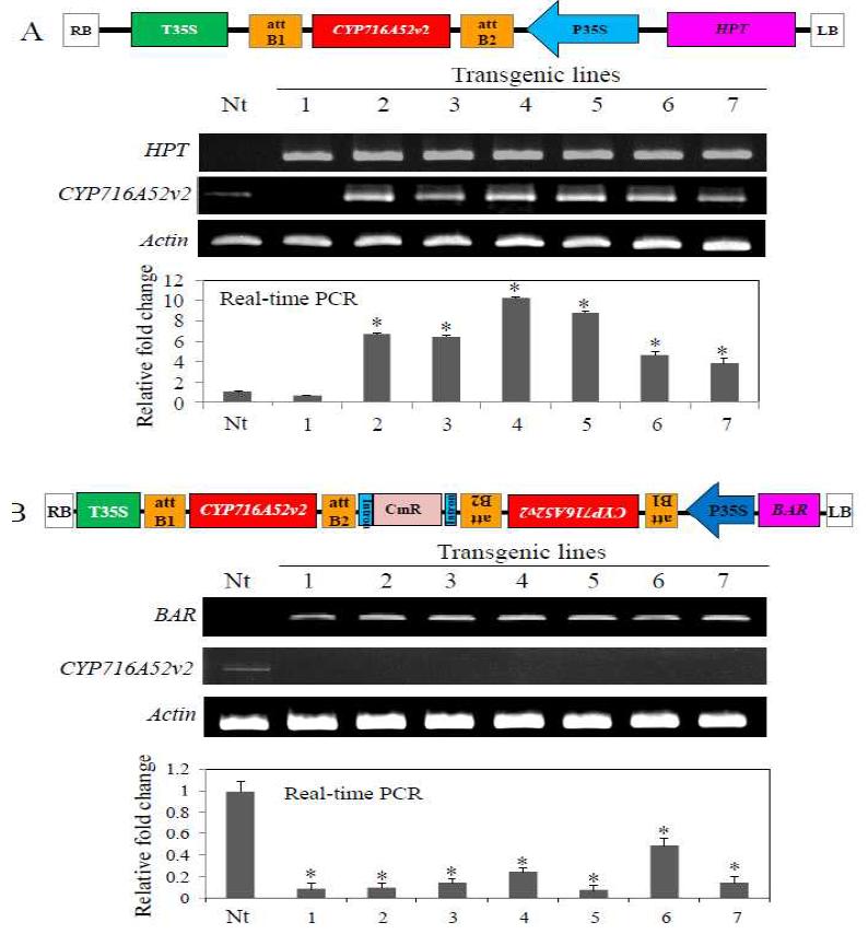 CYP716A52v2 과발현 형질전환(A)과 CYP716A52v2-RNAi 형질전환 뿌리에서 도입된 유전자 전사 확인 . (Upper panel of A). (B) CYP71652v2 유전자 과발현 플라스미드의 T-DNA 부분 구성도. 유전자 발현은 CaMV35S promoter에 영향받는다