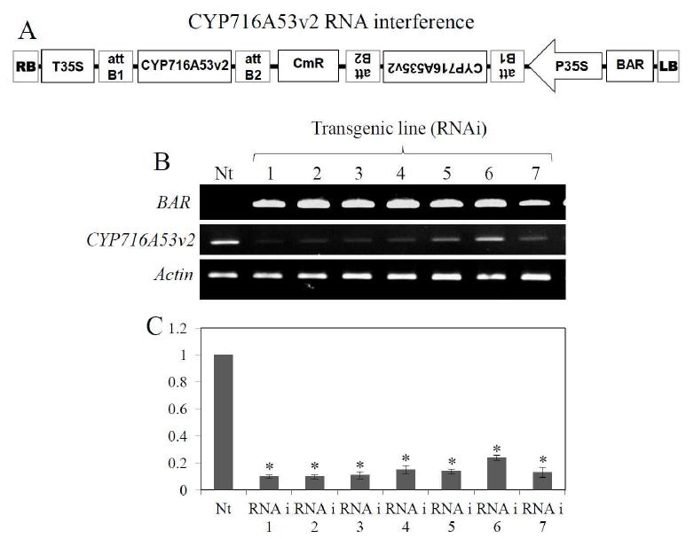 PPT유전자가 억제 (RNAi)된 인삼 형질전환체 개발