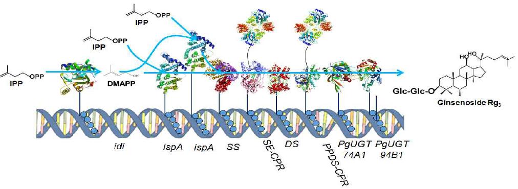DMAPP,IPP로부터 시작되는 진세노사이드 생산을 위한 scaffold system